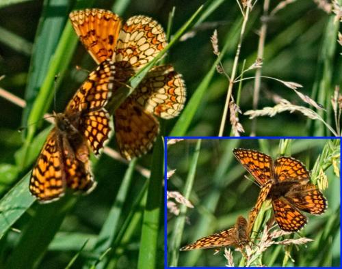 Réf. 323 323 : Melitaea sp.